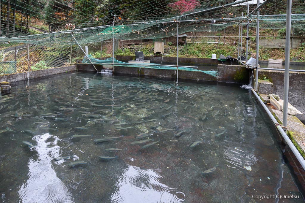 奥江戸水産・養殖場