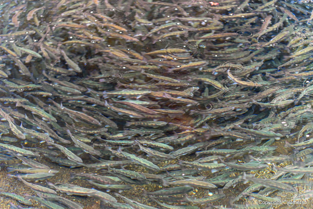 奥江戸水産・養殖場のヤマメ