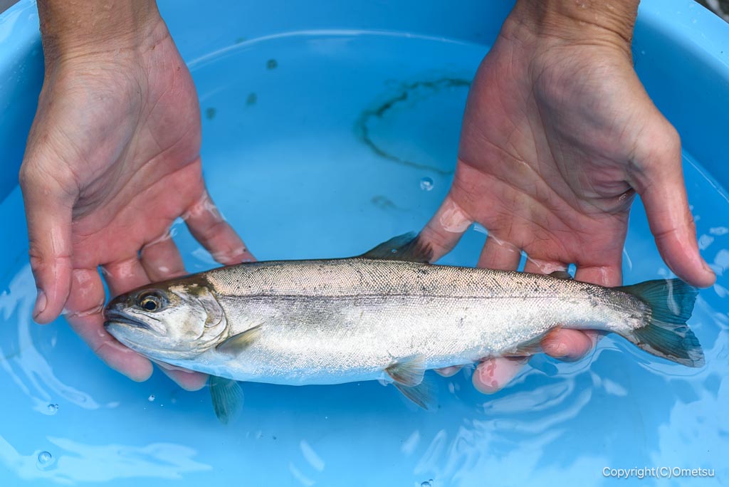 奥江戸水産・養殖場のヤマメ