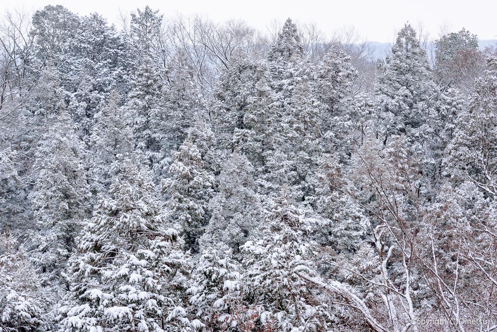 雪の青梅丘陵