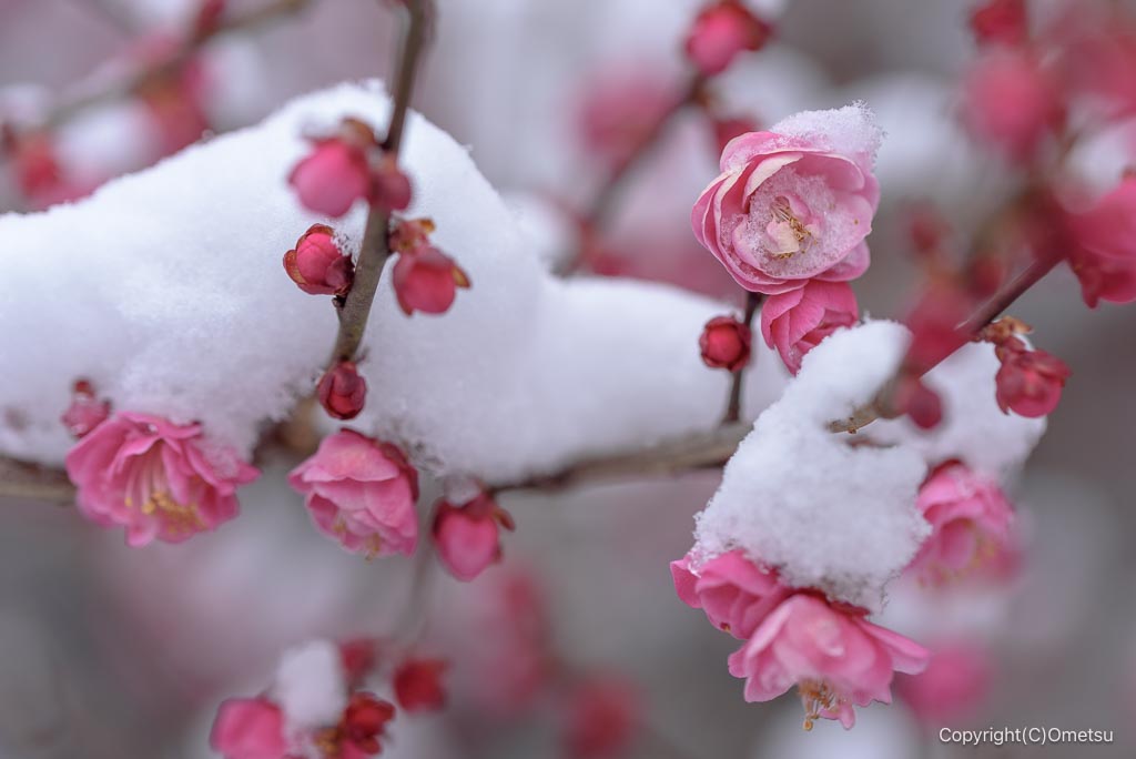 青梅の、雪と梅