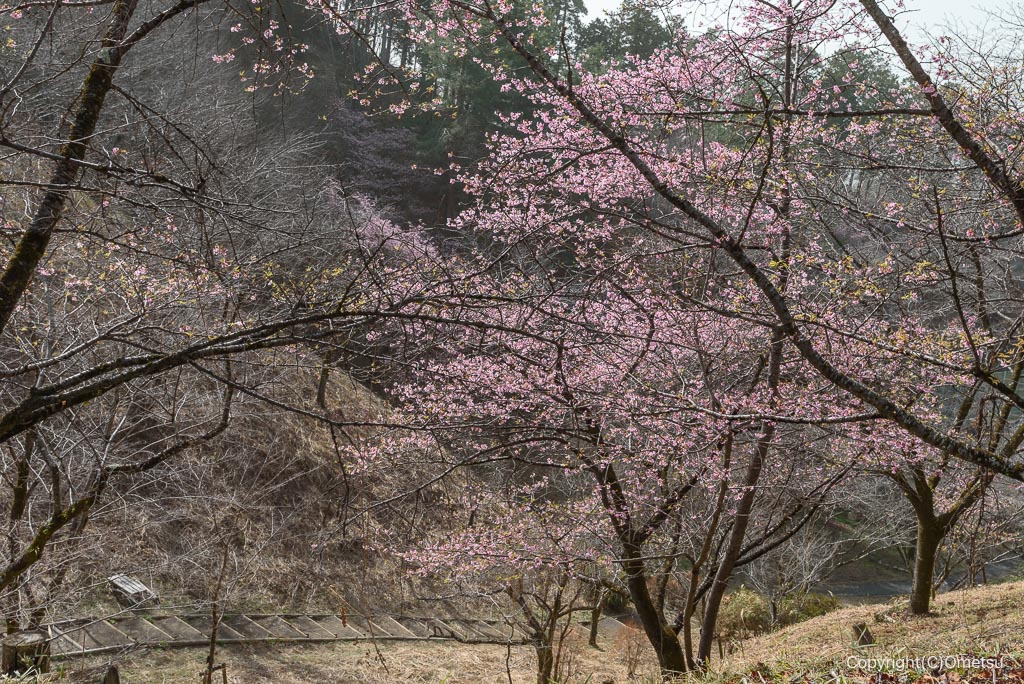 青梅市・桜見本園の河津桜