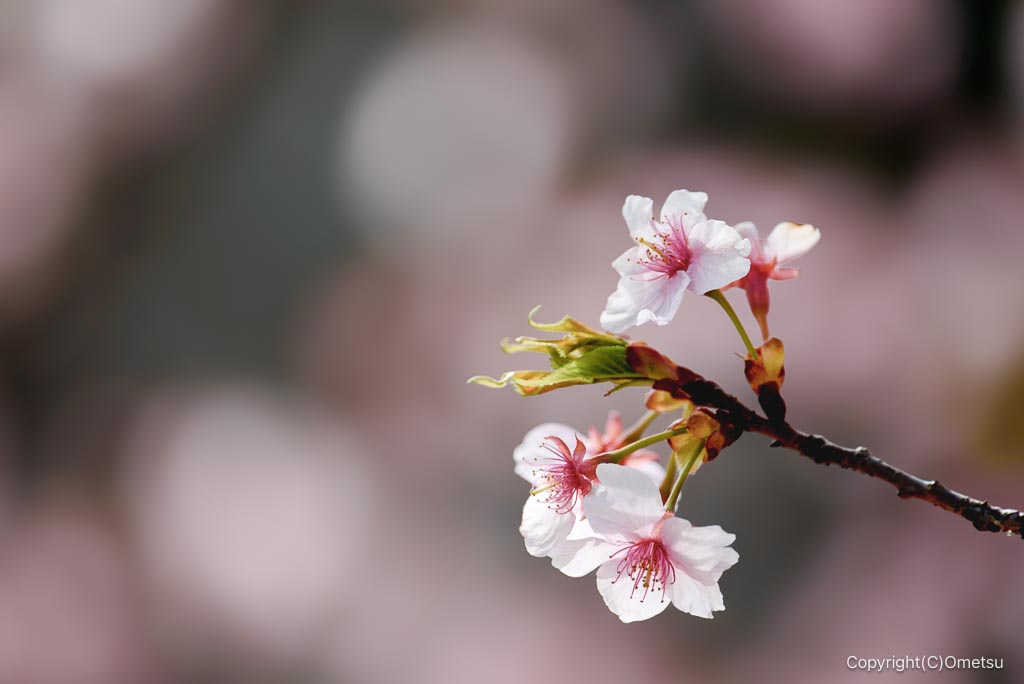 青梅・桜見本園の河津桜