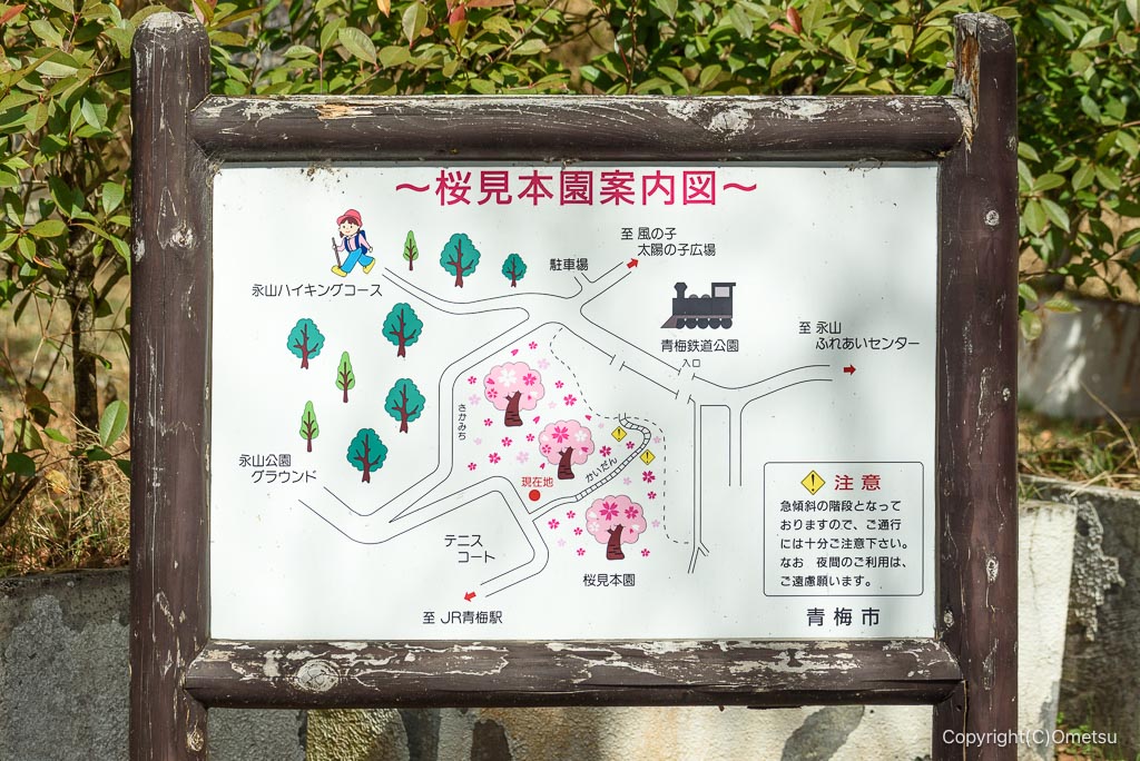 青梅市・桜見本園