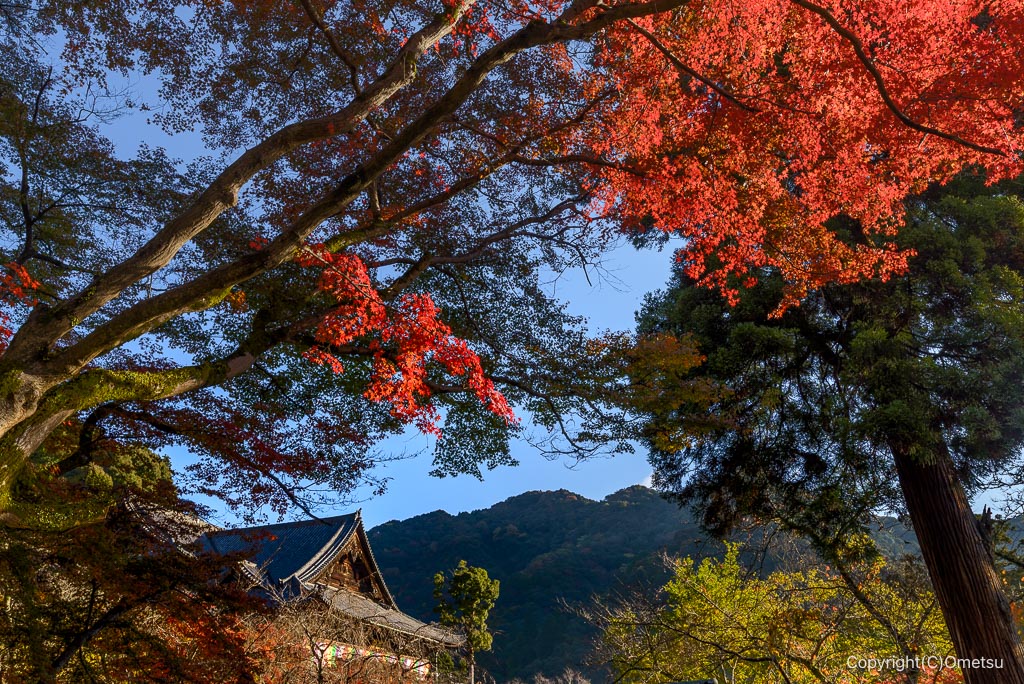 大和・長谷寺の紅葉