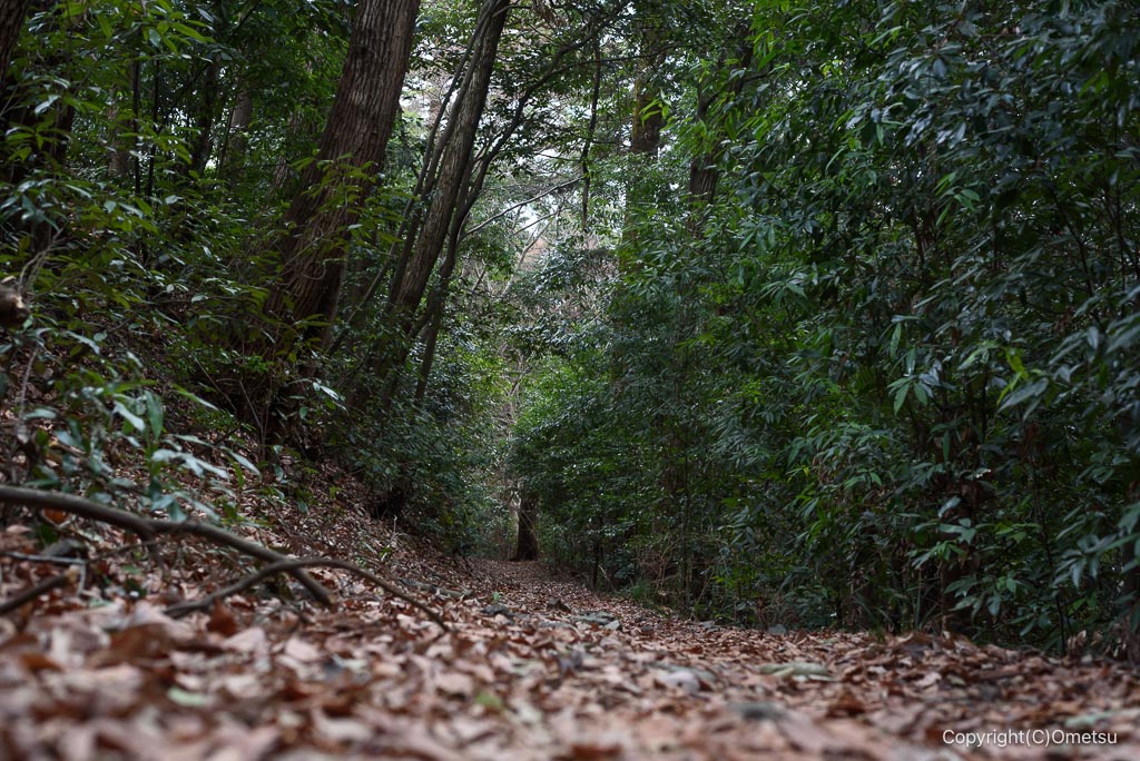 永山ハイキングコース・森下分岐道