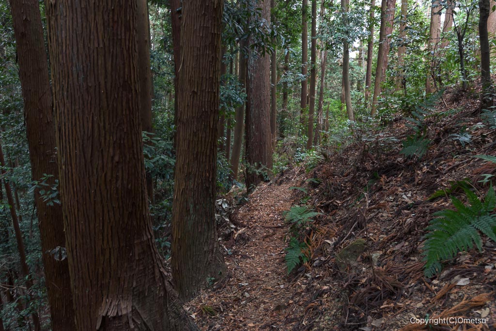 青梅・永山丘陵、愛宕神社跡への道