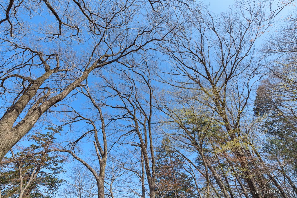 瑞穂町・さやま花多来里の郷の雑木林