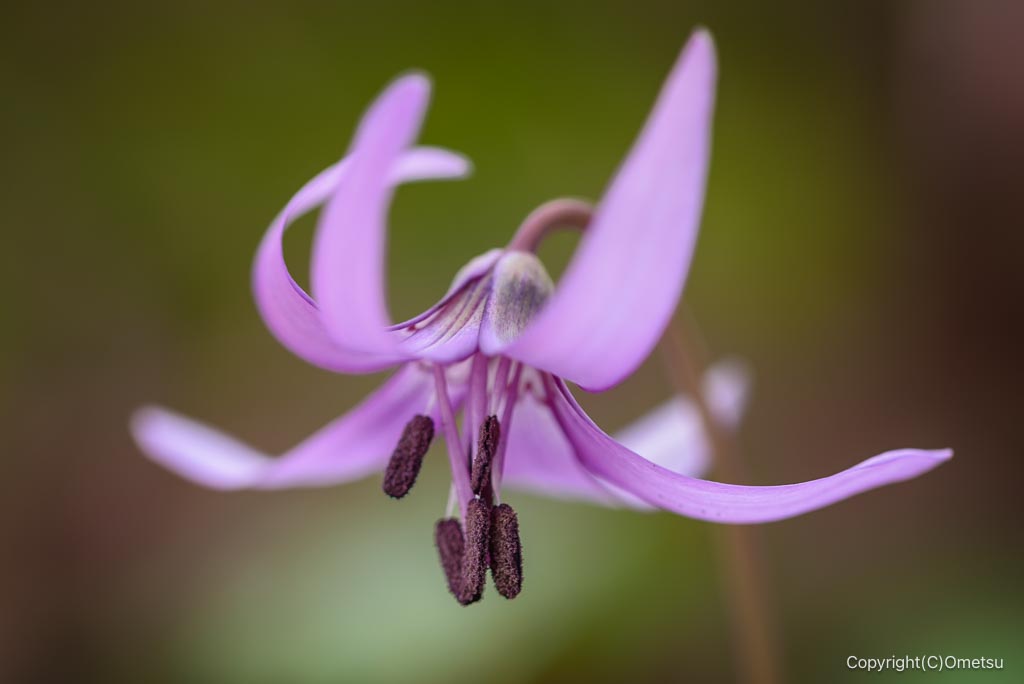 瑞穂町・さやま花多来里の郷の、カタクリ