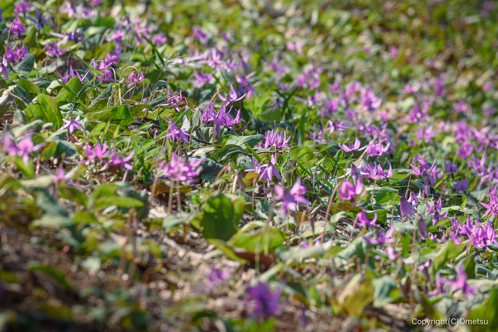 瑞穂町・さやま花多来里の郷の、カタクリ
