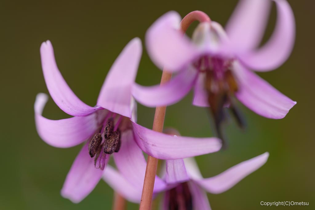 瑞穂町・さやま花多来里の郷の、カタクリ