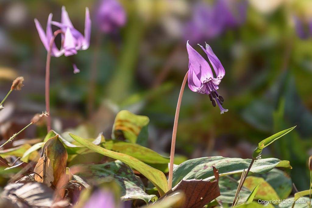 瑞穂町・さやま花多来里の郷の、カタクリ