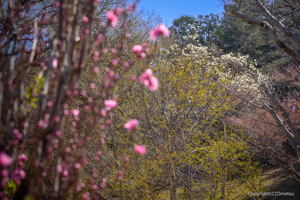 瑞穂町・さやま花多来里の郷の、モクレン