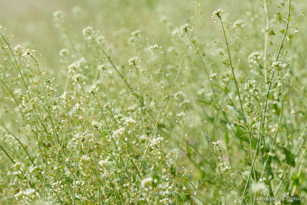 瑞穂町のナズナ