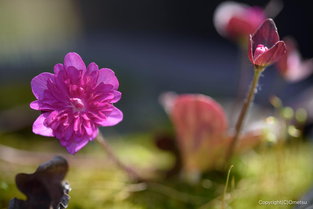 瑞穂町・耕心館の、ミスミソウ