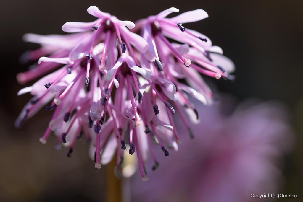 瑞穂町・耕心館の、ショウジョウバカマ