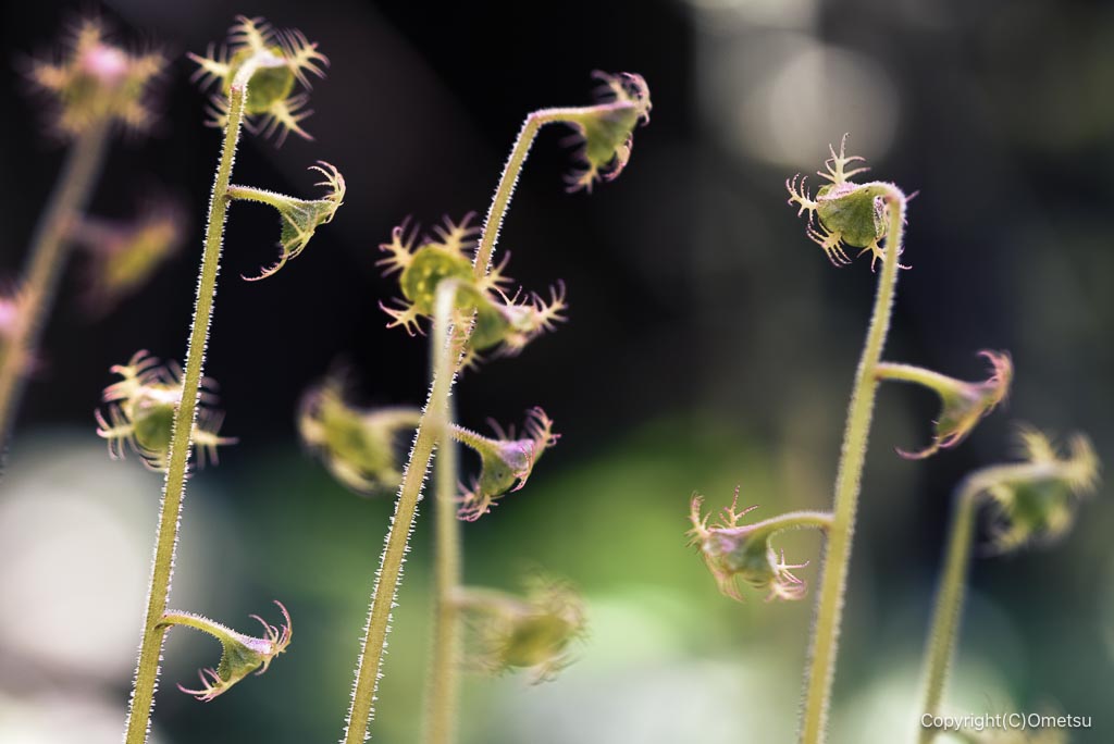 瑞穂町・耕心館の、チャルメラソウ