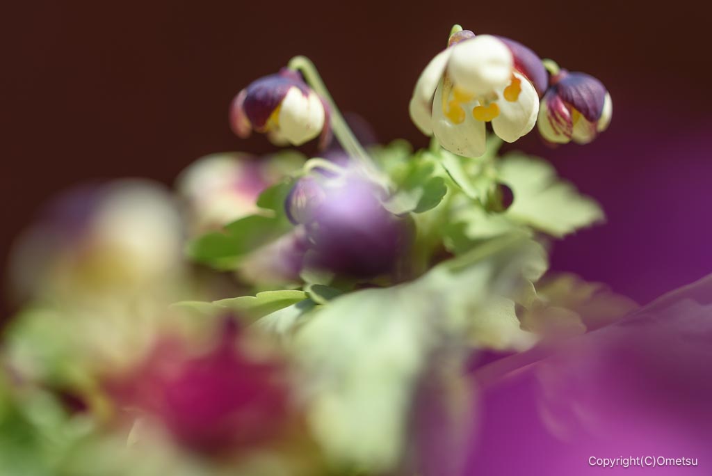 瑞穂町・耕心館の、シロカネソウ