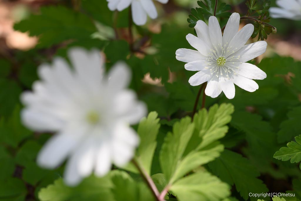 瑞穂町・耕心館の、キクザクイチゲ