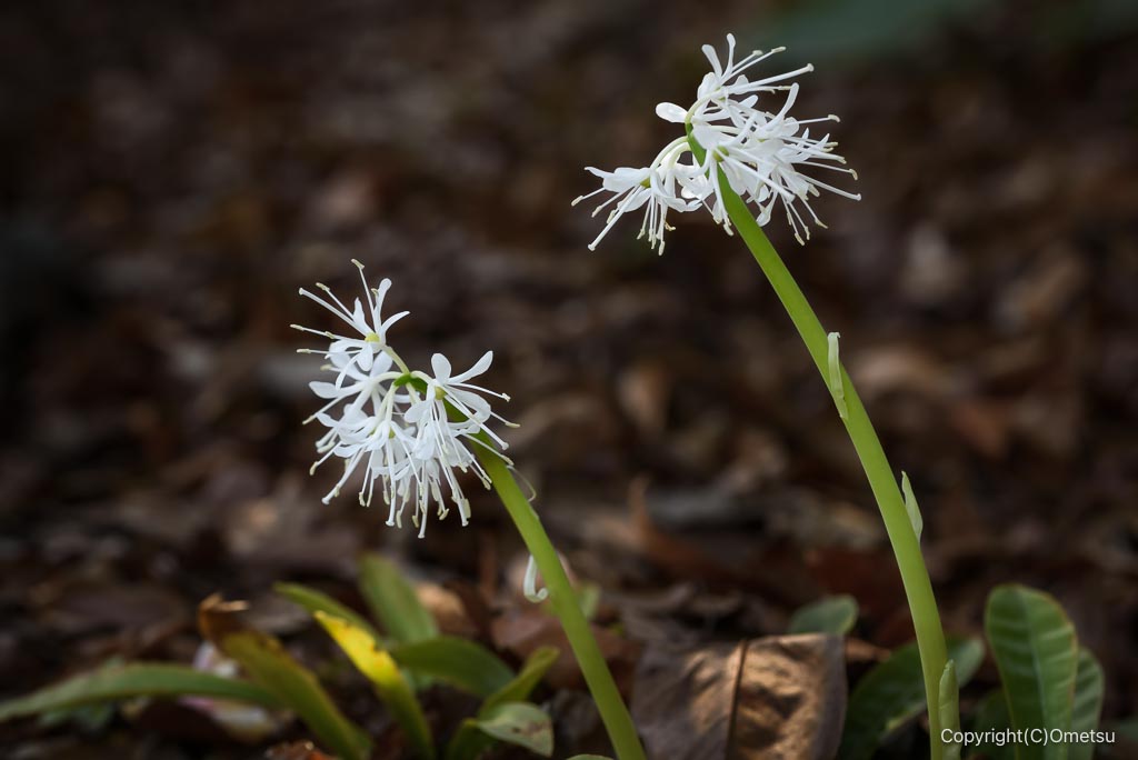 瑞穂町・耕心館の、シロバナショウジョウバカマ