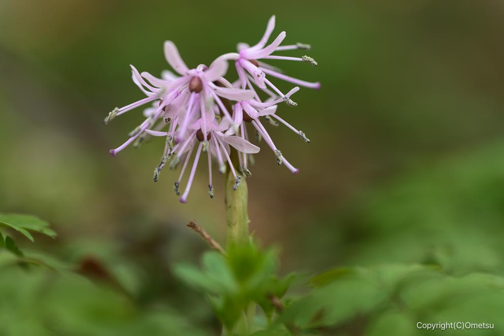 瑞穂町・耕心館の、ショウジョウバカマ