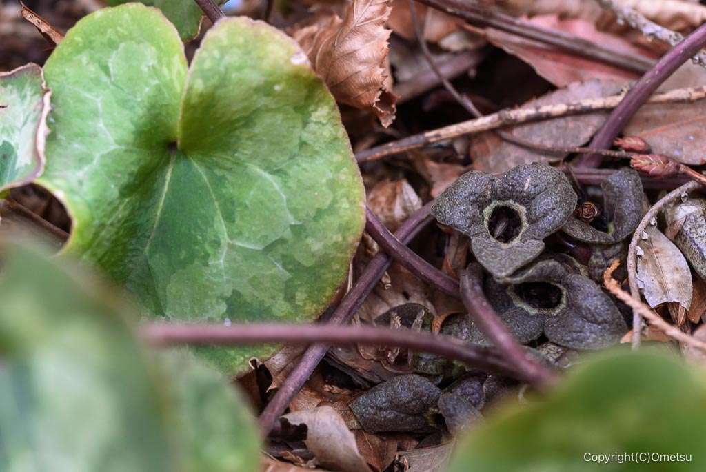 瑞穂町・耕心館の、カンアオイ