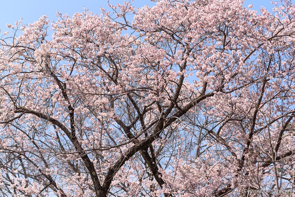 瑞穂町・狭山池公園の桜