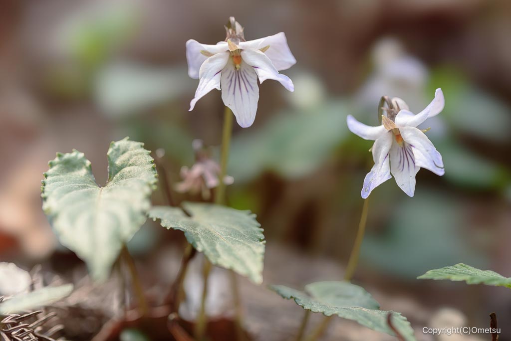 青梅・霞丘陵のナガバノスミレサイシン