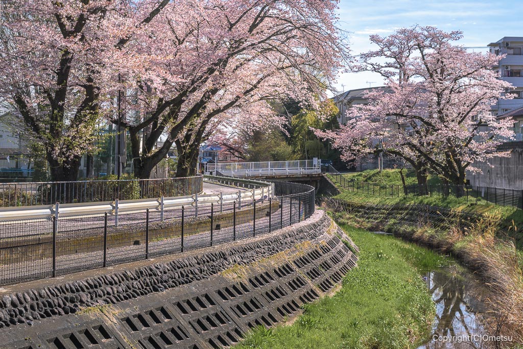 青梅、霞川沿いの桜