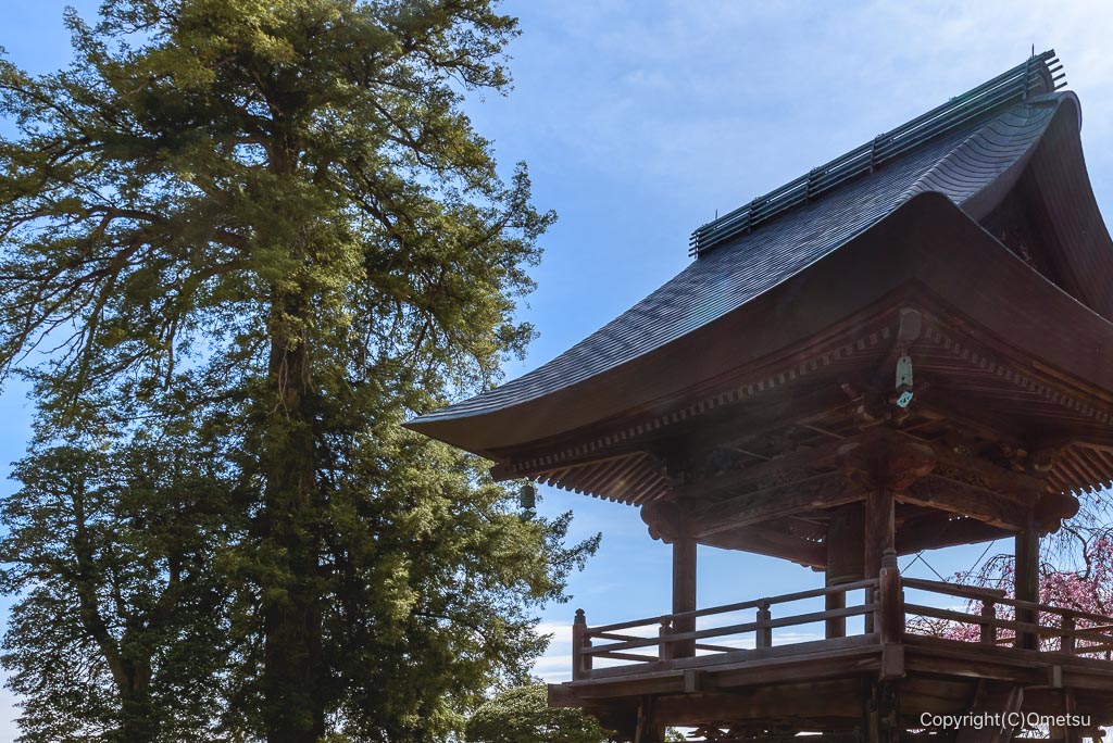 青梅・宗泉寺のカヤの木