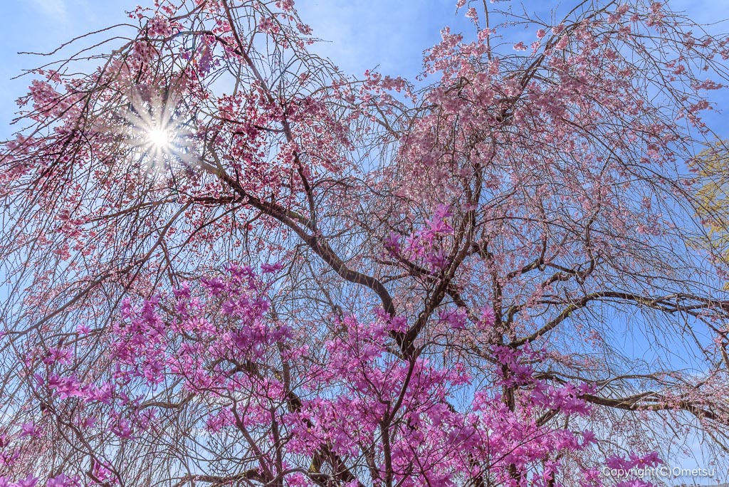 青梅・宗泉寺の枝垂れ桜