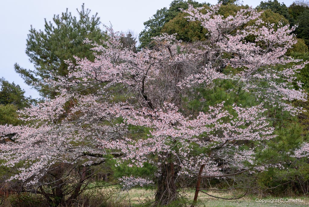 青梅・塩船の一本桜