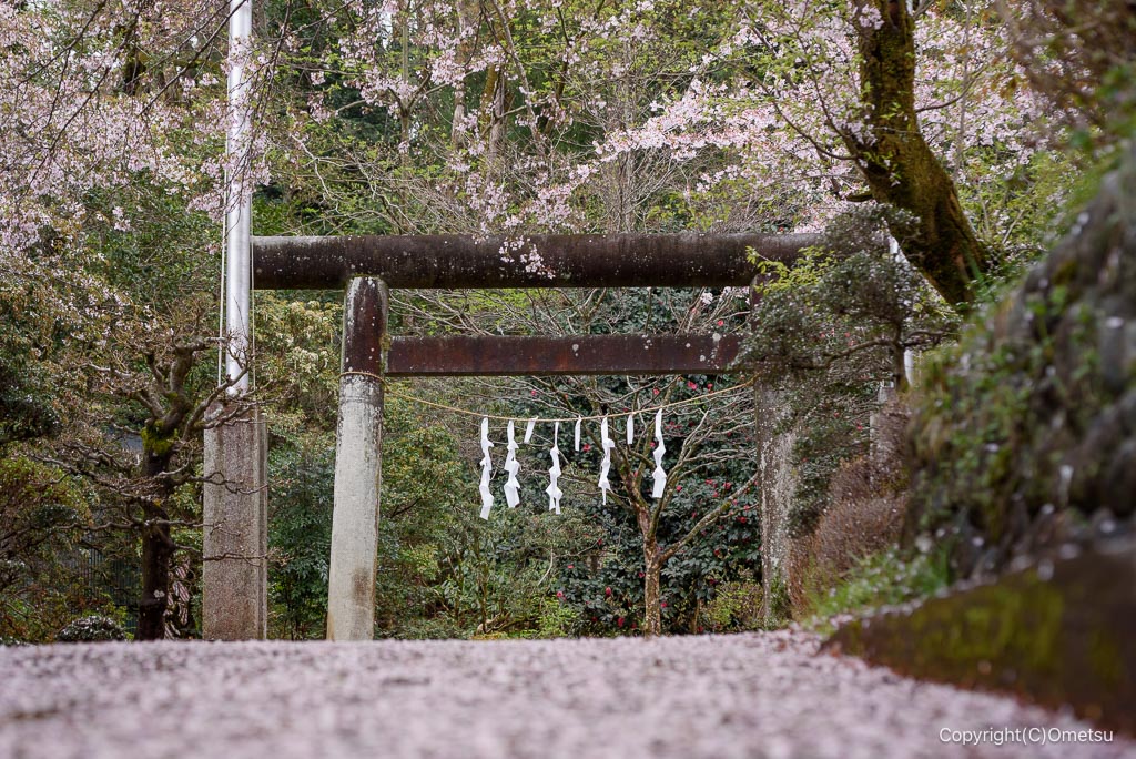 青梅・塩船神明社の参道の桜