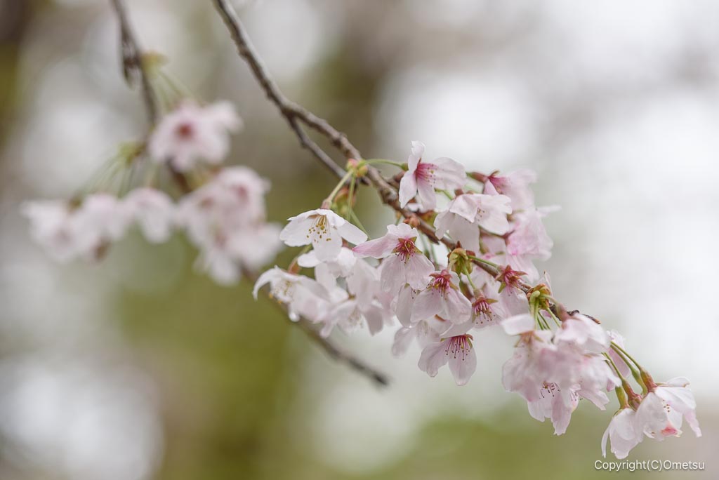 青梅・塩船神明社の桜