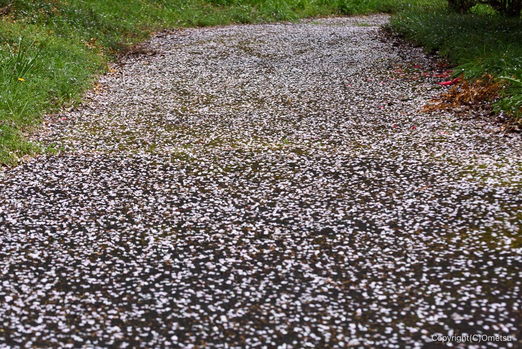 青梅・塩船神明社の参道の桜