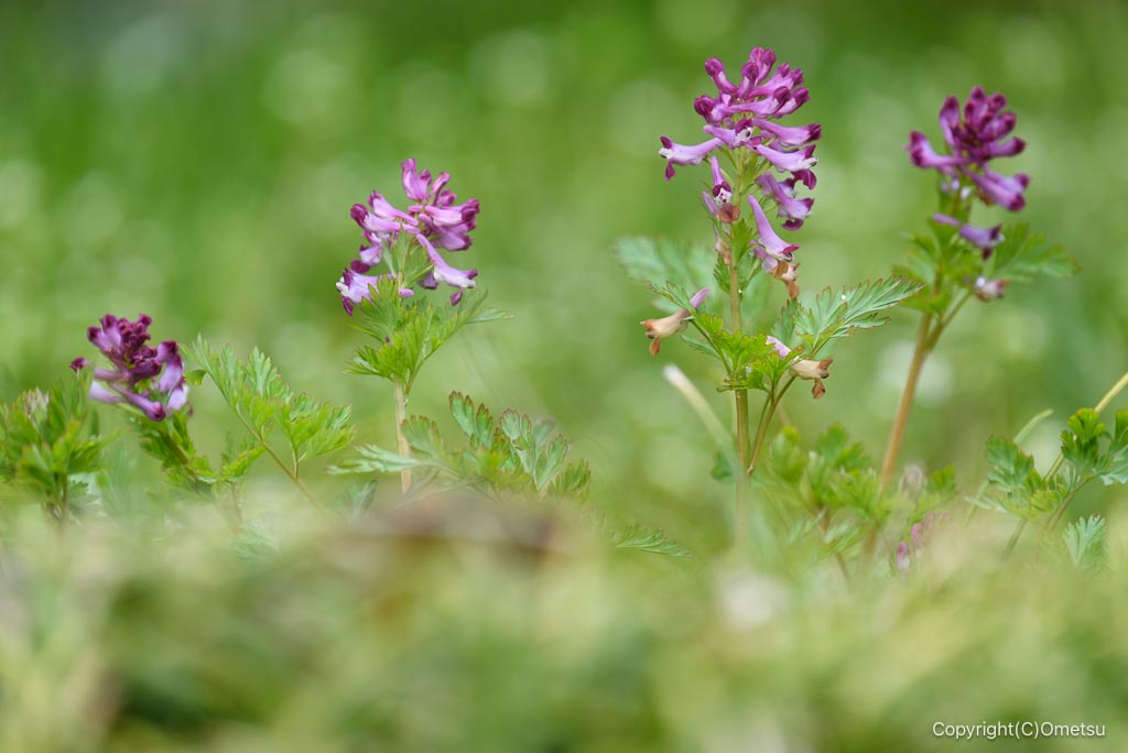 青梅・霞丘陵のムラサキケマン