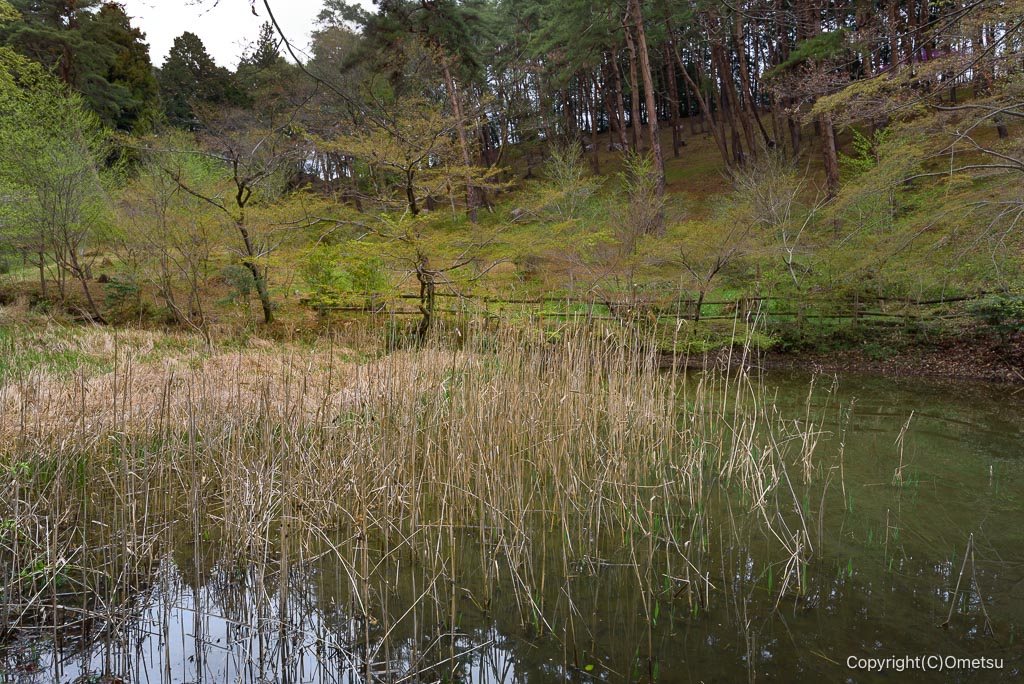 青梅・霞丘陵の谷地の池