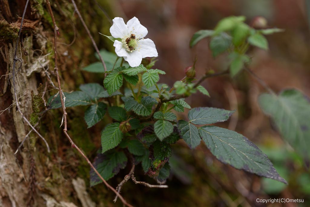 青梅・霞丘陵のクサイチゴ