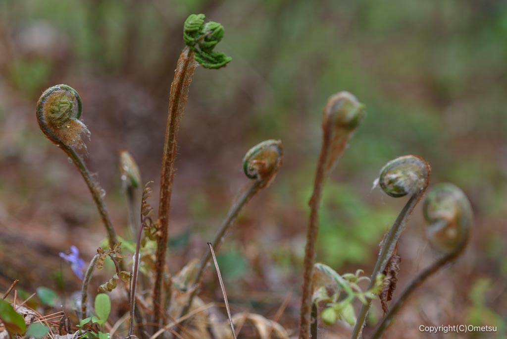 青梅・霞丘陵のゼンマイ