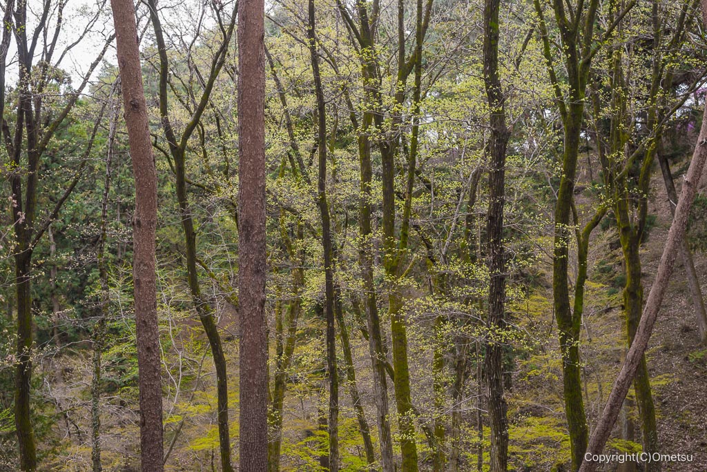 青梅・霞丘陵の雑木林