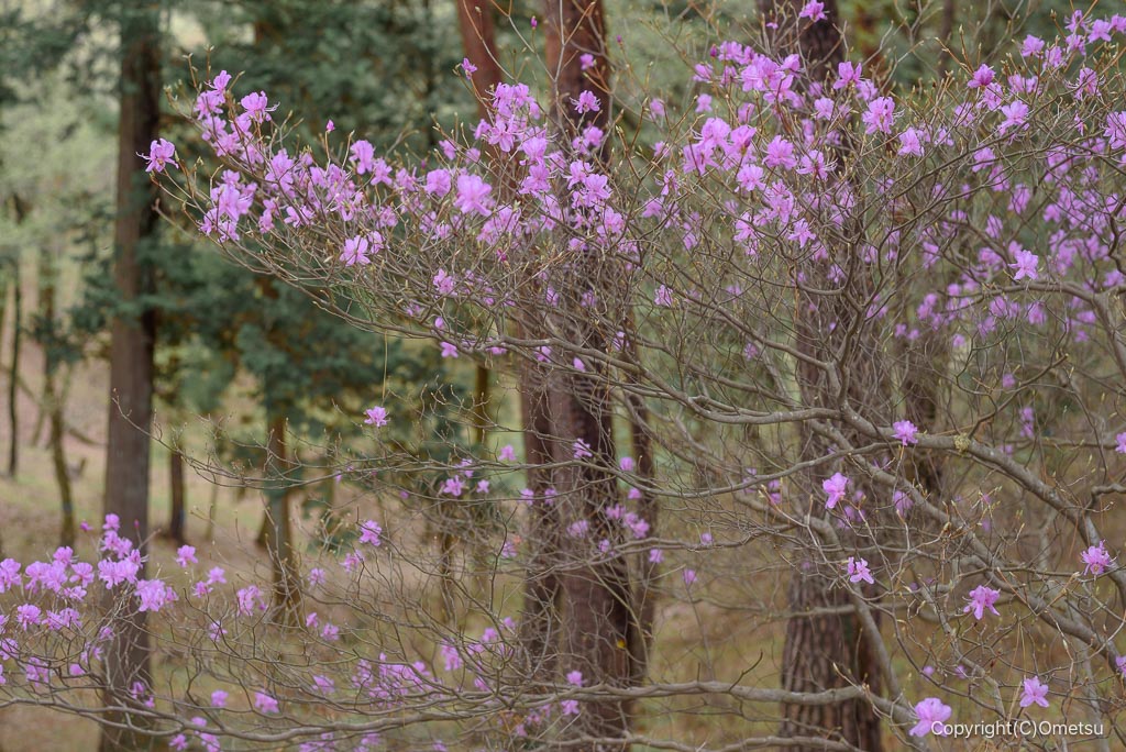青梅・霞丘陵のツツジ