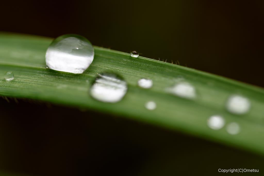 青梅・霞丘陵の雨の雫