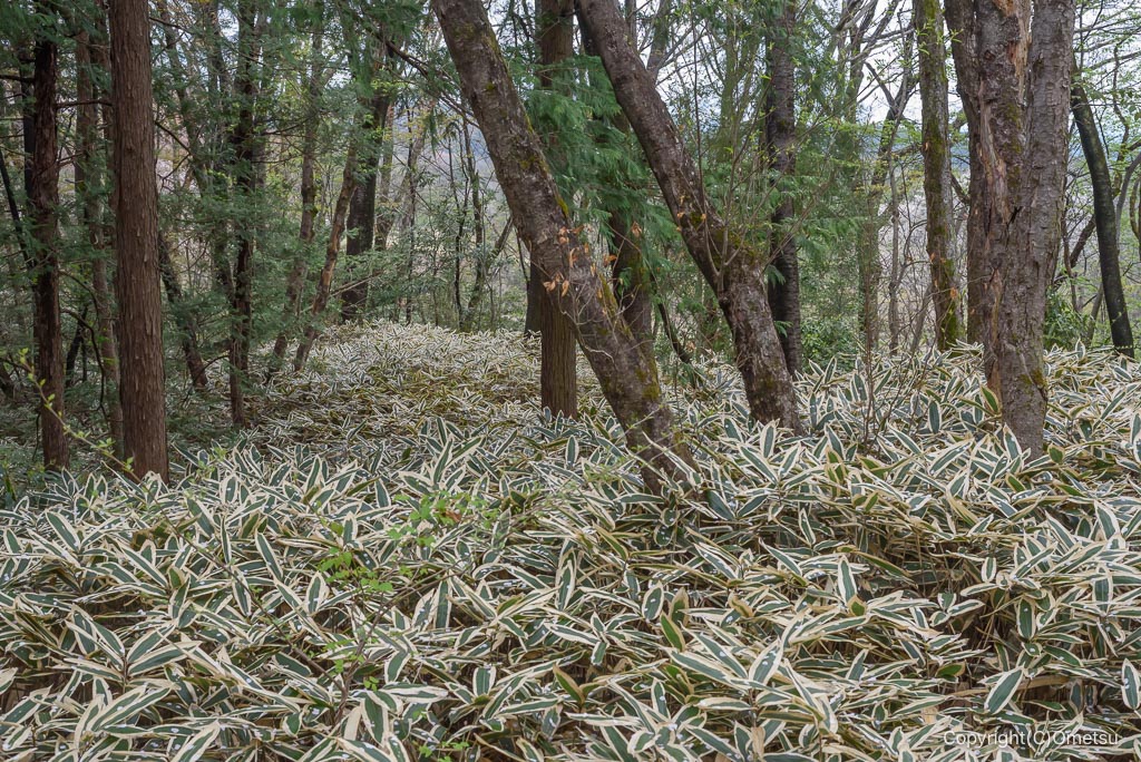 青梅・霞丘陵の笹の森