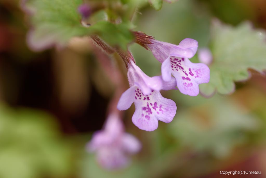 青梅・霞丘陵のカシドオシ