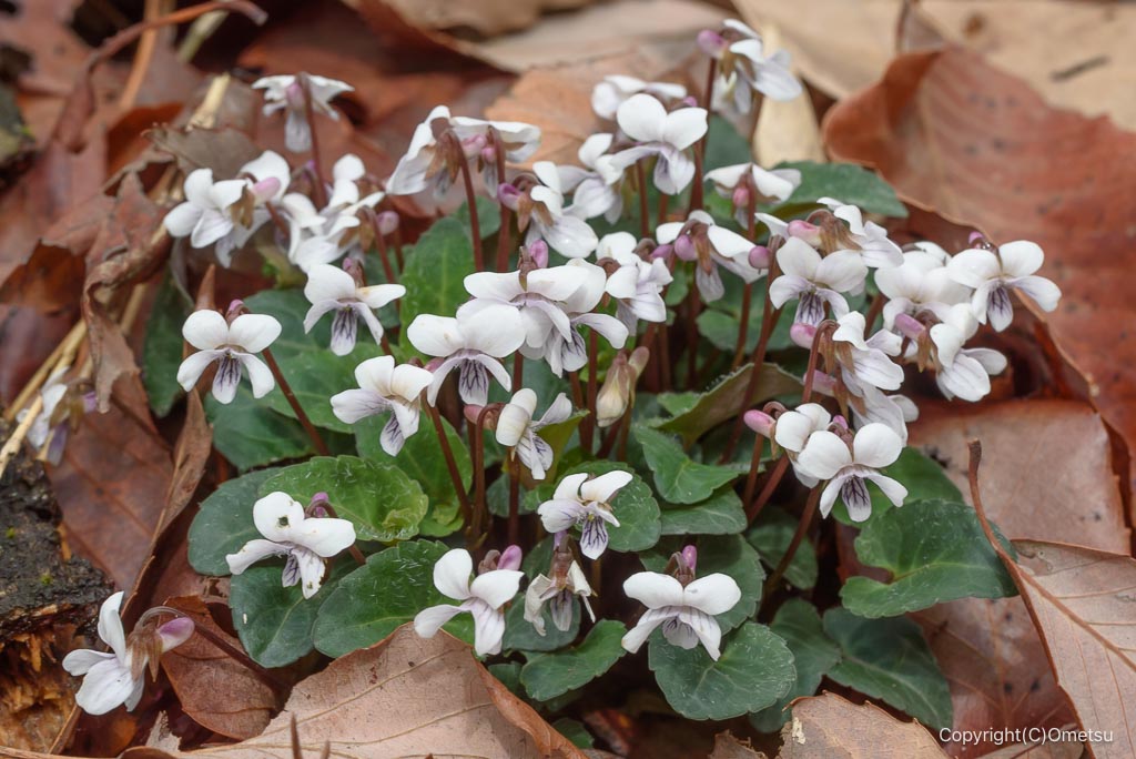 青梅・霞丘陵のフモトスミレ