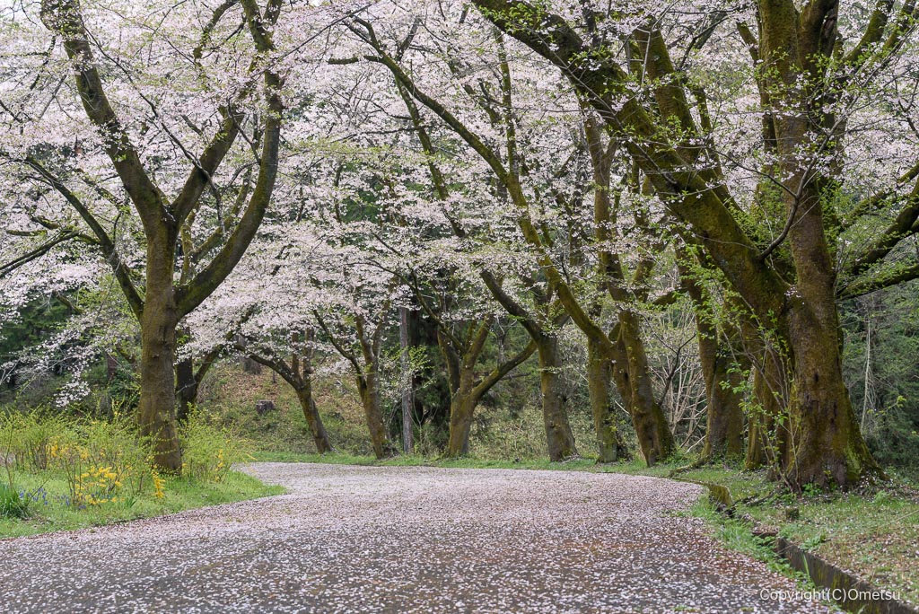 青梅・霞丘陵の桜並木