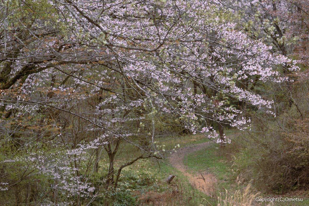 青梅・霞丘陵の桜