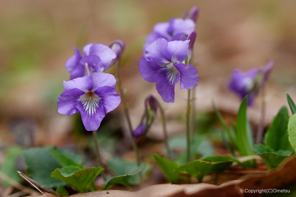 青梅・霞丘陵のニオイタチツボスミレ