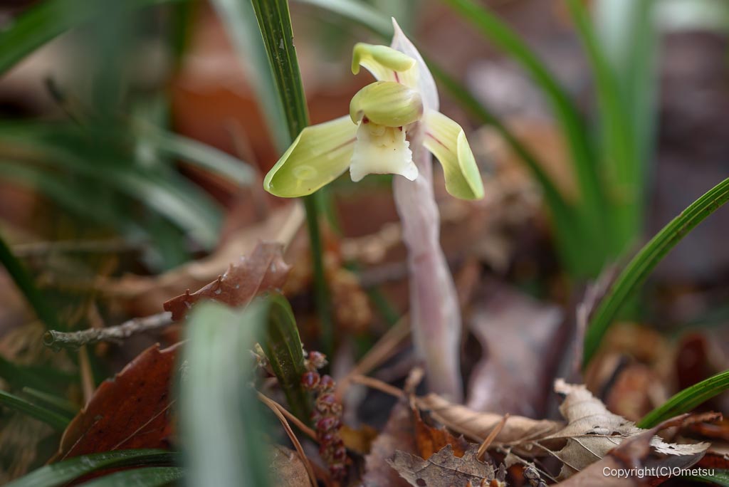 青梅・霞丘陵のシュンラン