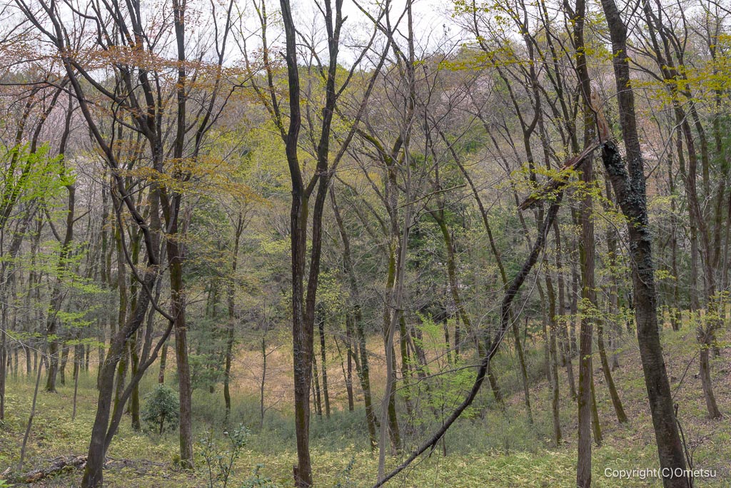 青梅・霞丘陵の新緑の雑木林